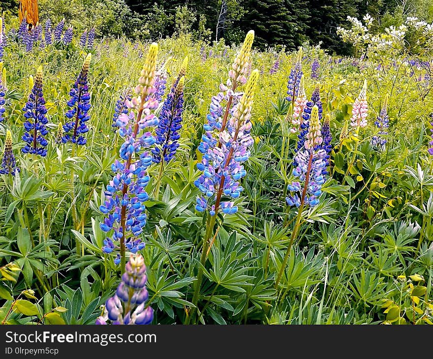 Plant, Flower, Flora, Lupin