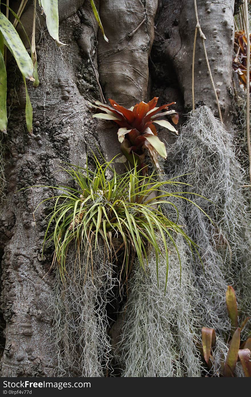 Plant, Flora, Vegetation, Leaf