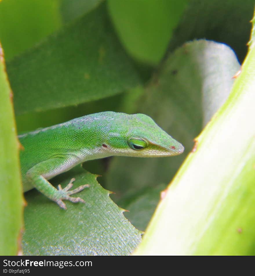 Reptile, Green, Lizard, Lacertidae