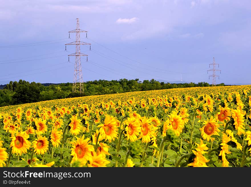 Flower, Field, Flowering Plant, Sunflower