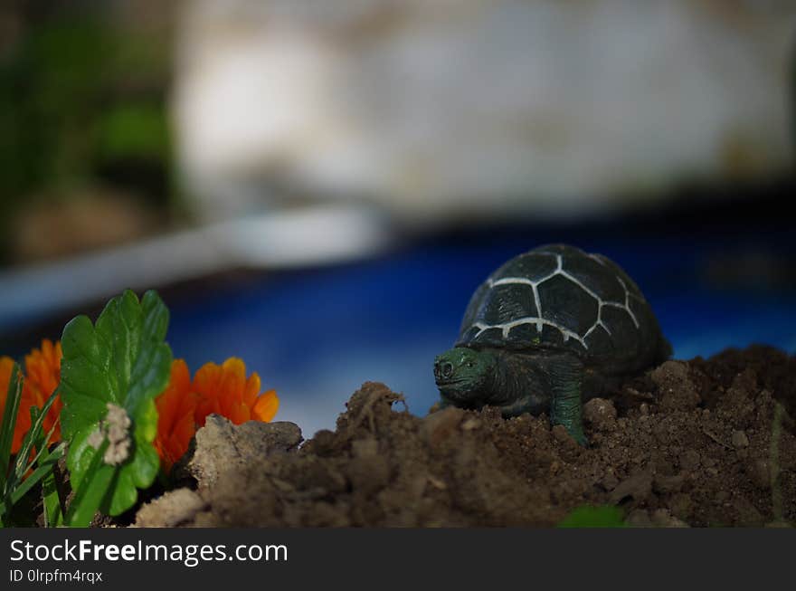 Tortoise, Turtle, Emydidae, Reptile