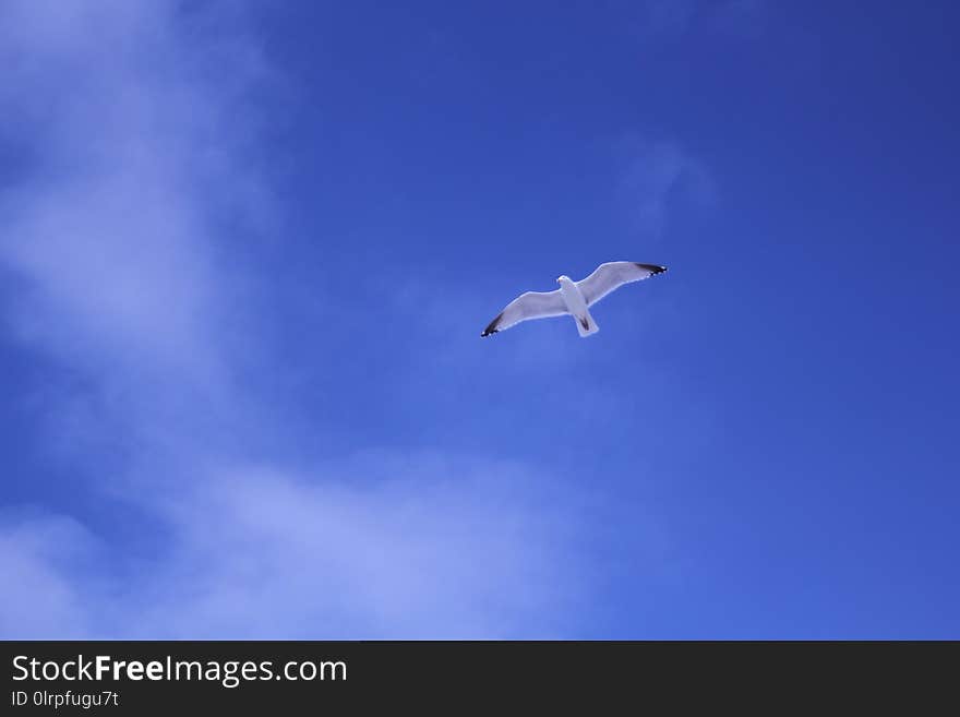 Sky, Daytime, Cloud, Flight