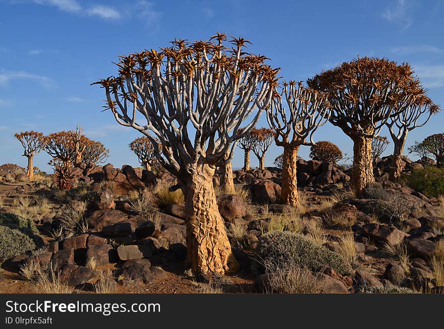 Vegetation, Tree, Ecosystem, Shrubland