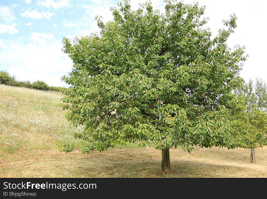 Tree, Plant, Shrubland, Evergreen