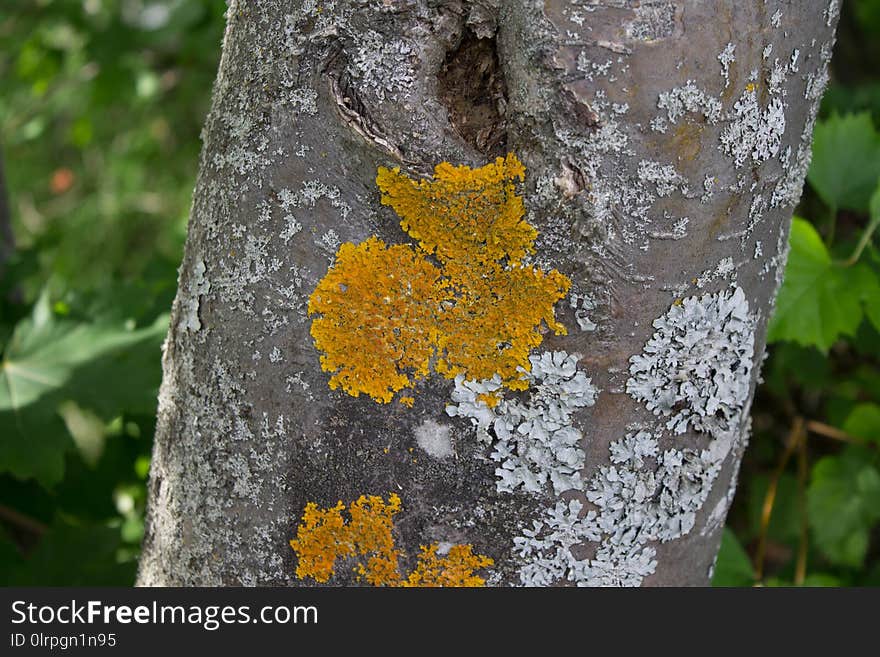 Flora, Tree, Trunk, Leaf