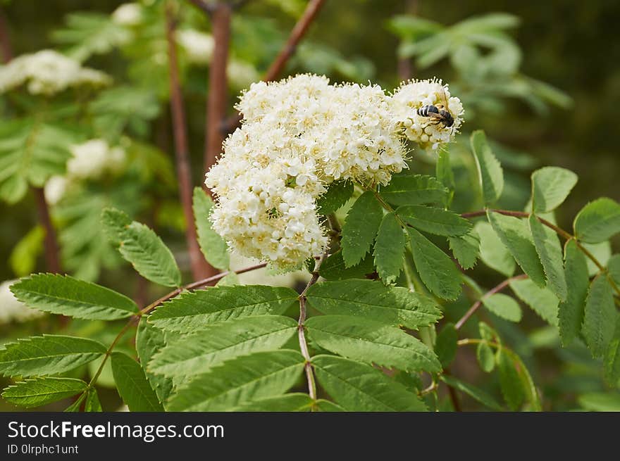 Plant, Nannyberry, Meadowsweet, Pollinator