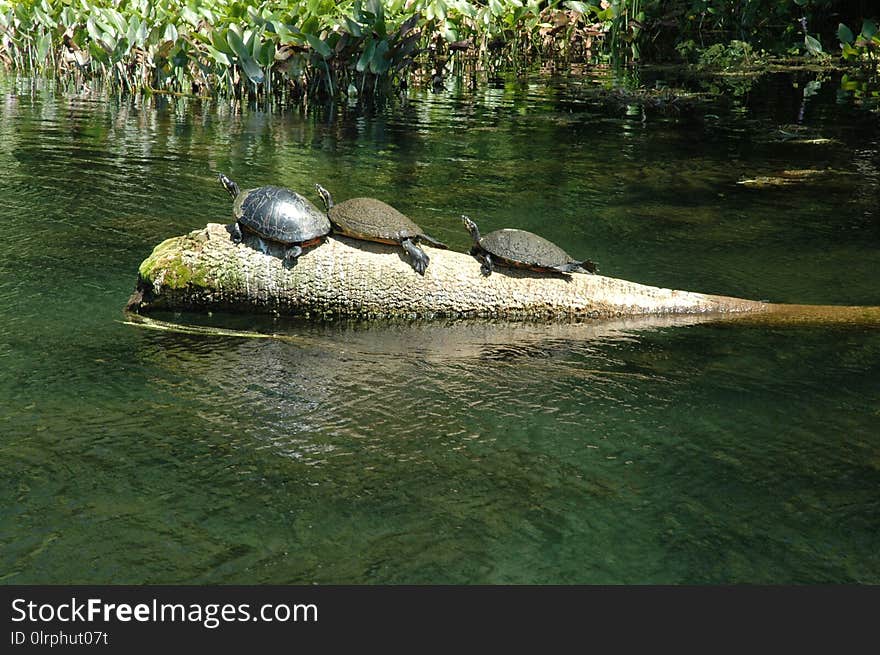 Water, Fauna, Nature Reserve, Bank