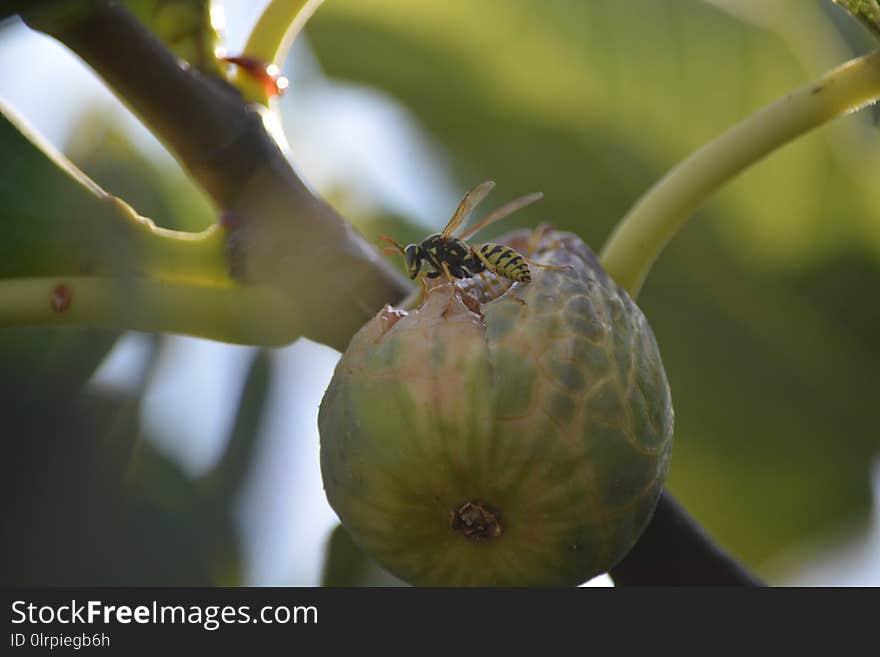 Close Up, Branch, Insect, Plant Stem