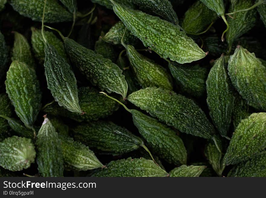 Heap of green fresh organic bitter gourd . close up vegetable nutrition textured background