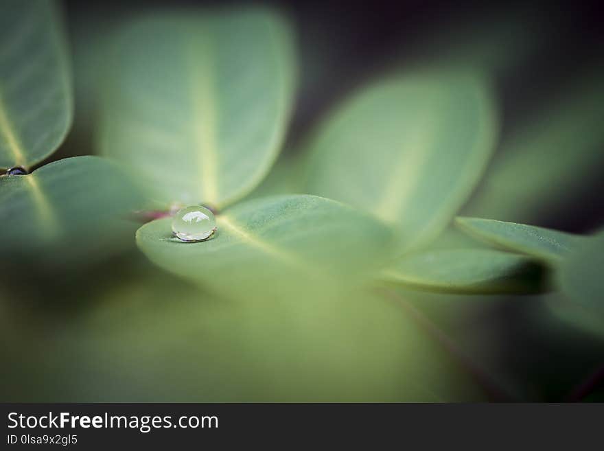 Dew on the leaves after spring rain