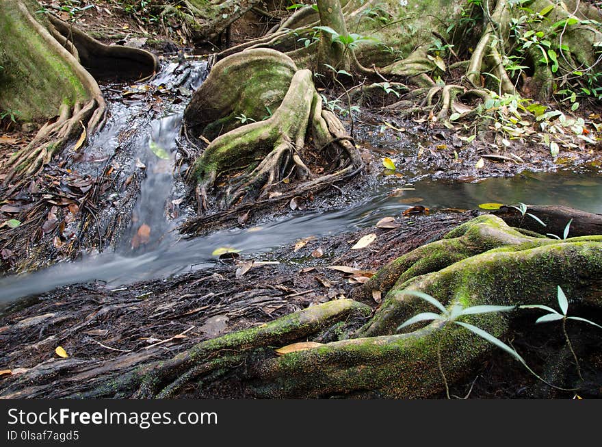 Stream of water flowing through giant beautiful tree roots. Thailand. Stream of water flowing through giant beautiful tree roots. Thailand