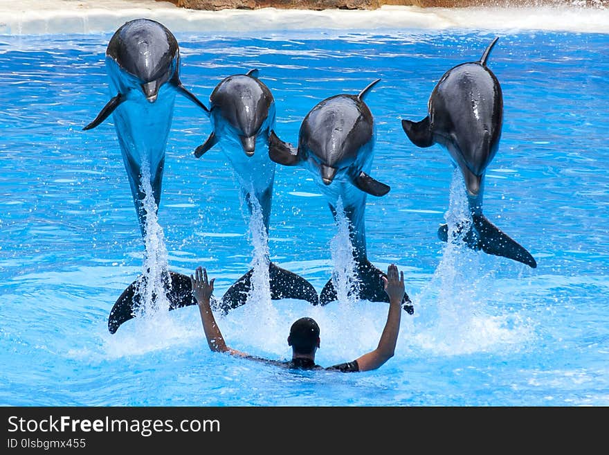 Dolphin, Marine Mammal, Mammal, Water