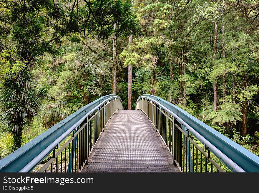 Nature, Vegetation, Tree, Nature Reserve