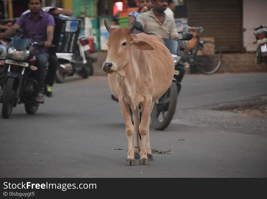 Cattle Like Mammal, Mode Of Transport, Vehicle, Oxcart