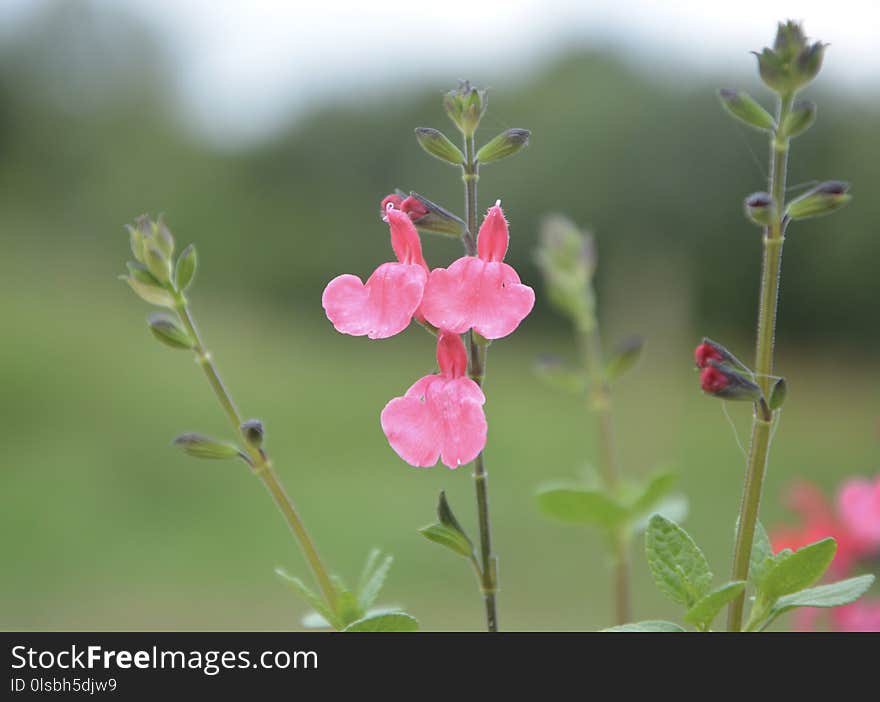 Flower, Plant, Flora, Flowering Plant