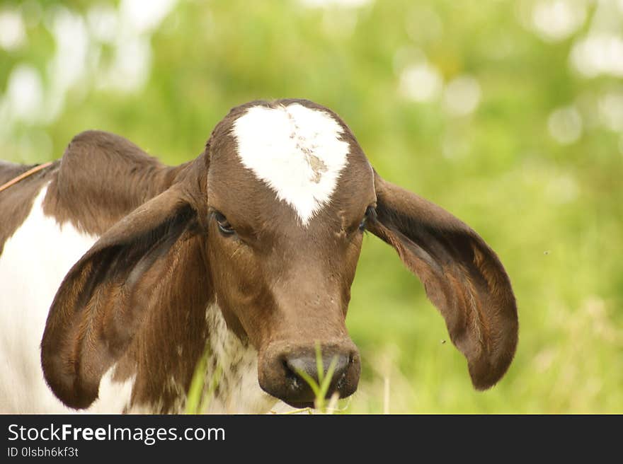 Goats, Fauna, Horn, Cow Goat Family