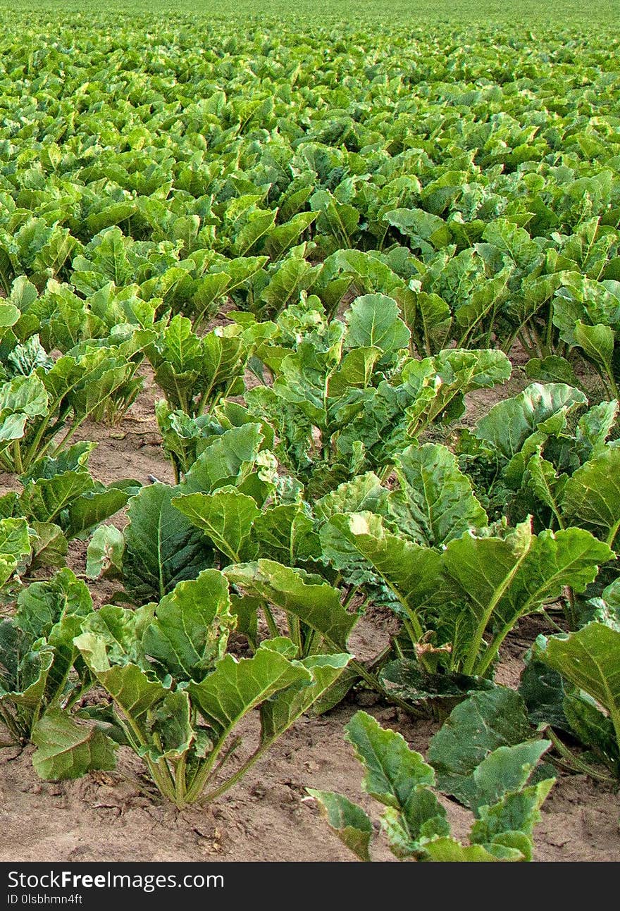 Vegetation, Agriculture, Leaf Vegetable, Plant