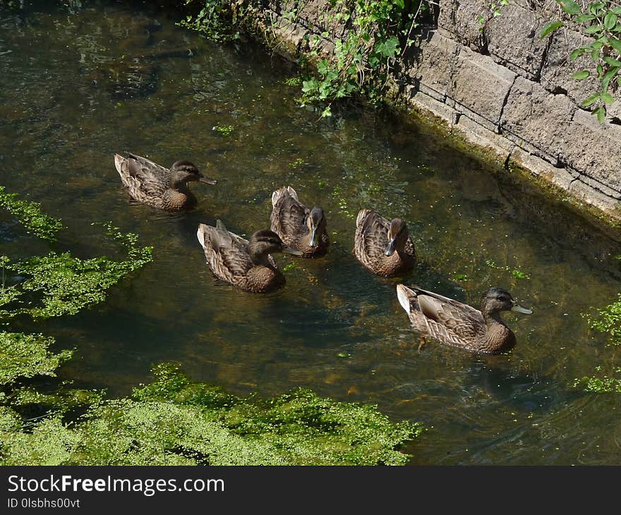 Bird, Duck, Water, Nature Reserve