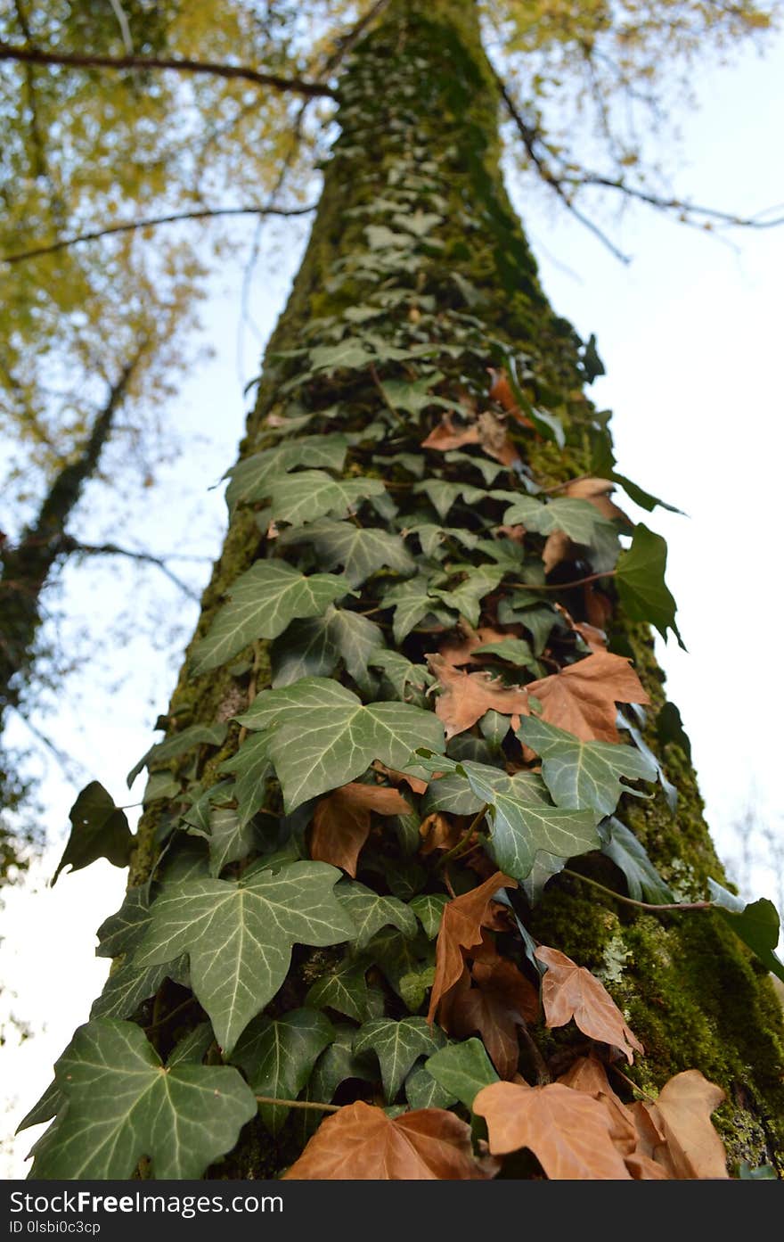 Leaf, Plant, Tree, Trunk