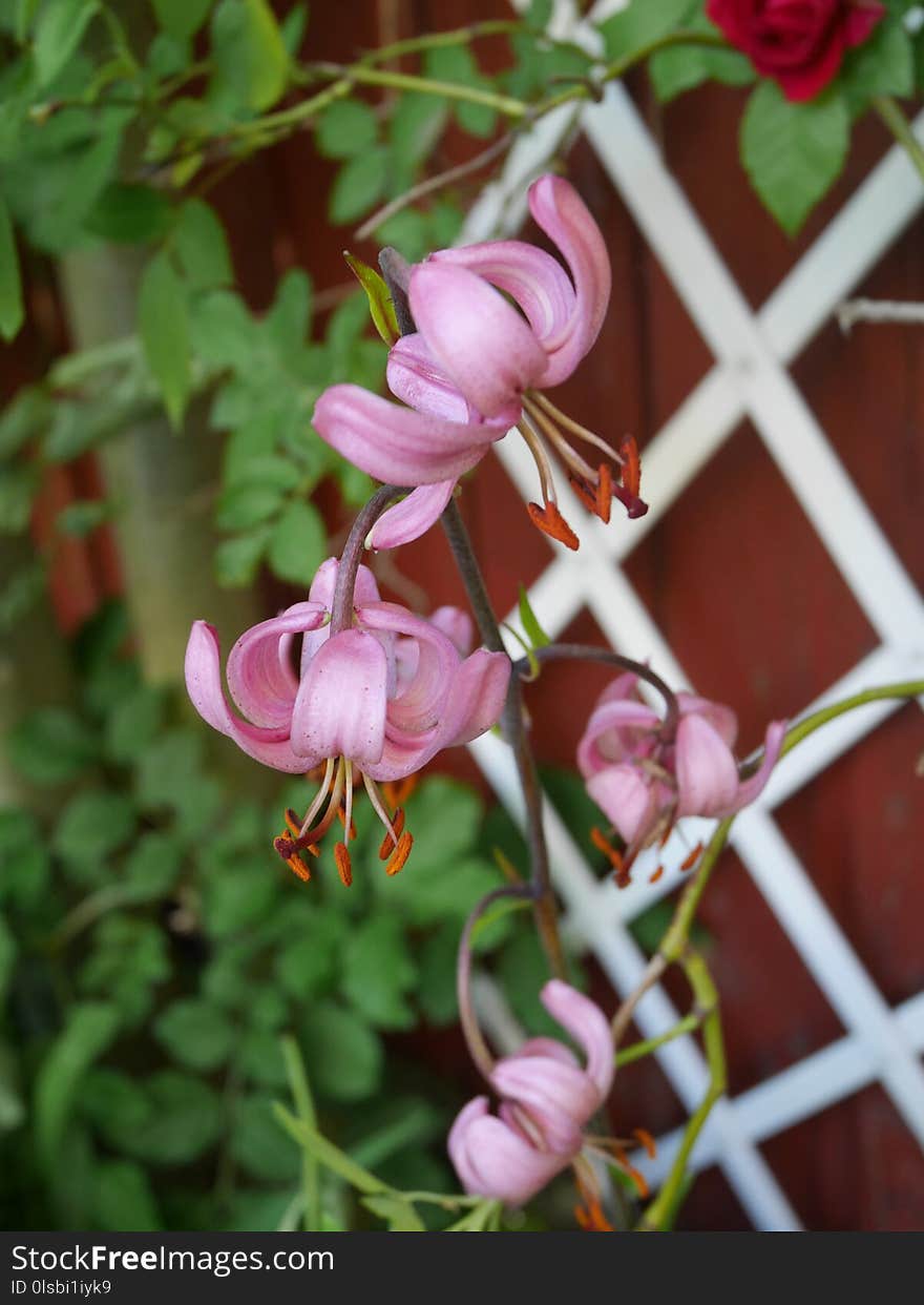 Flower, Plant, Flora, Pink