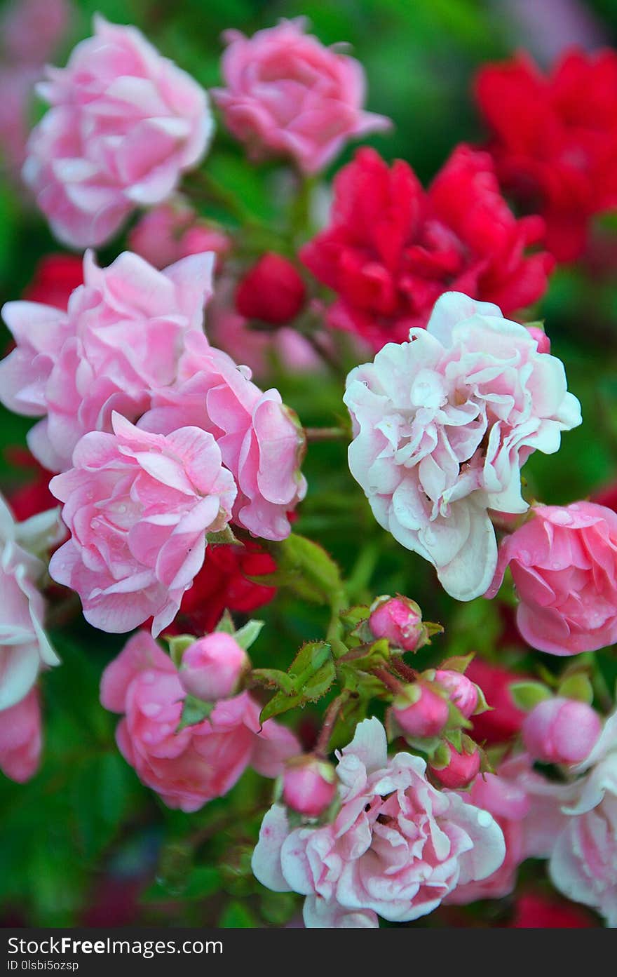 Flower, Pink, Rose Family, Plant