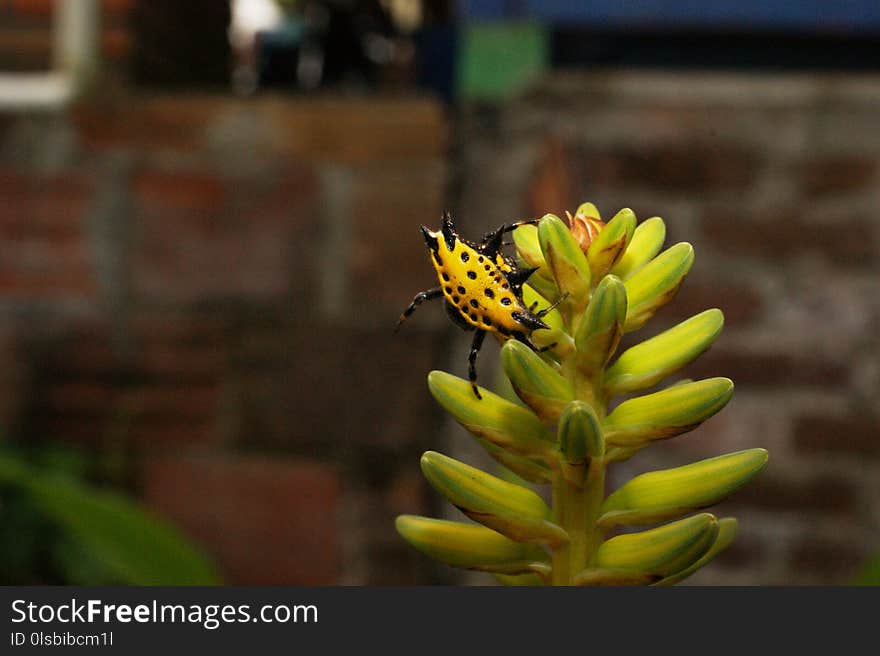 Yellow, Flora, Insect, Membrane Winged Insect