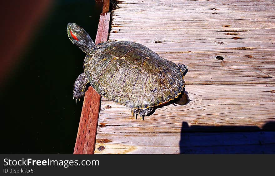 Turtle, Emydidae, Reptile, Fauna