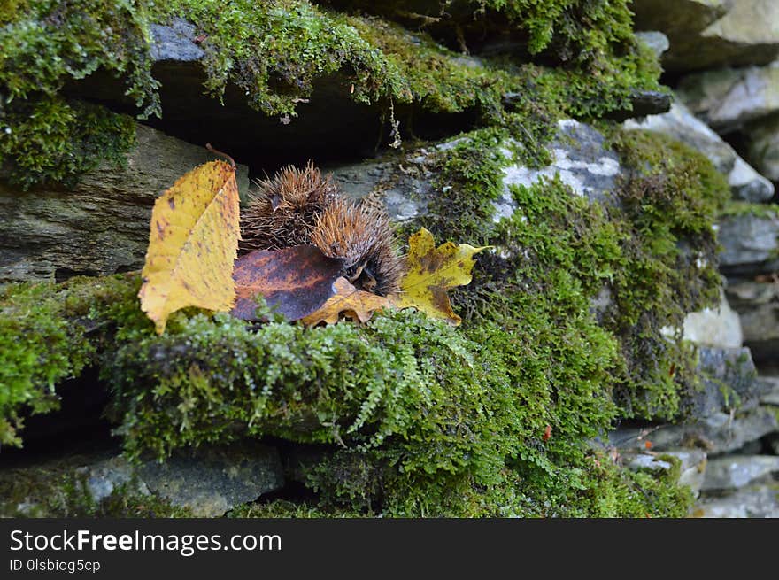 Water, Vegetation, Plant, Moss