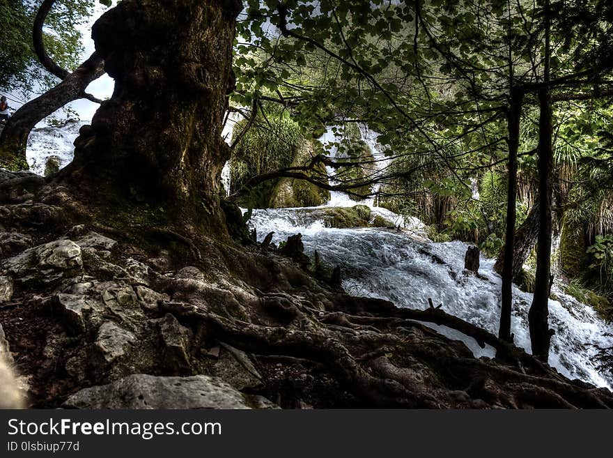 Nature, Tree, Water, Nature Reserve