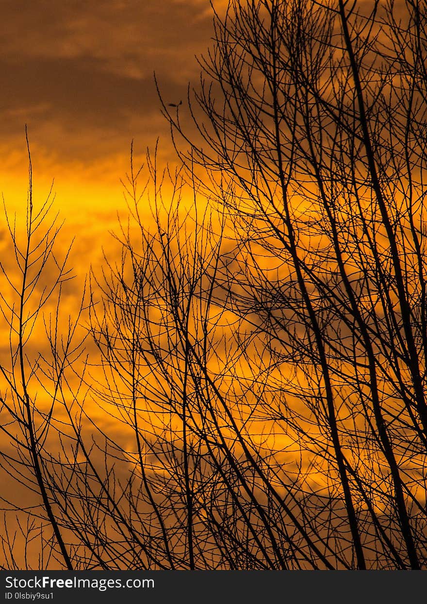 Sky, Branch, Sunrise, Tree