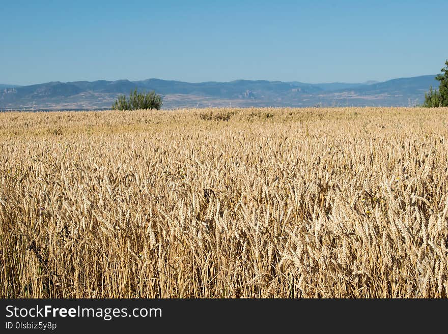 Ecosystem, Crop, Field, Grass Family