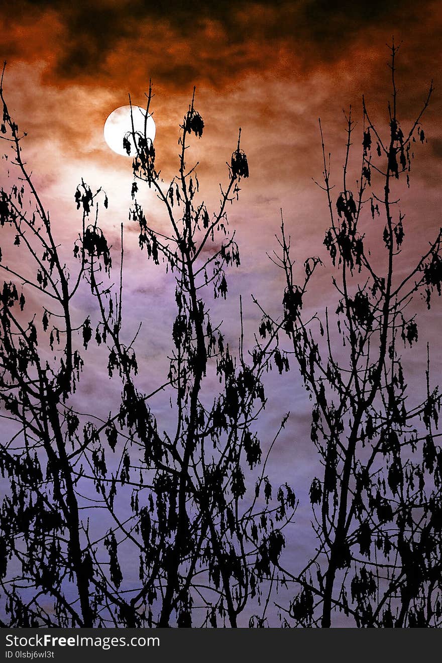 Sky, Branch, Tree, Cloud