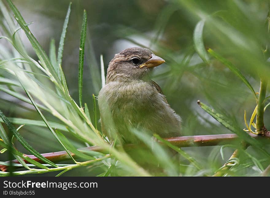 Bird, Sparrow, Fauna, Beak