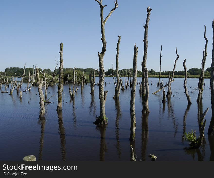 Reflection, Water, Wetland, Swamp