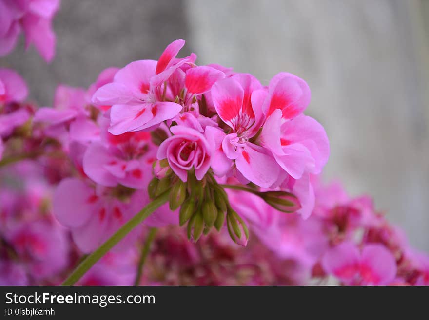 Flower, Pink, Blossom, Plant