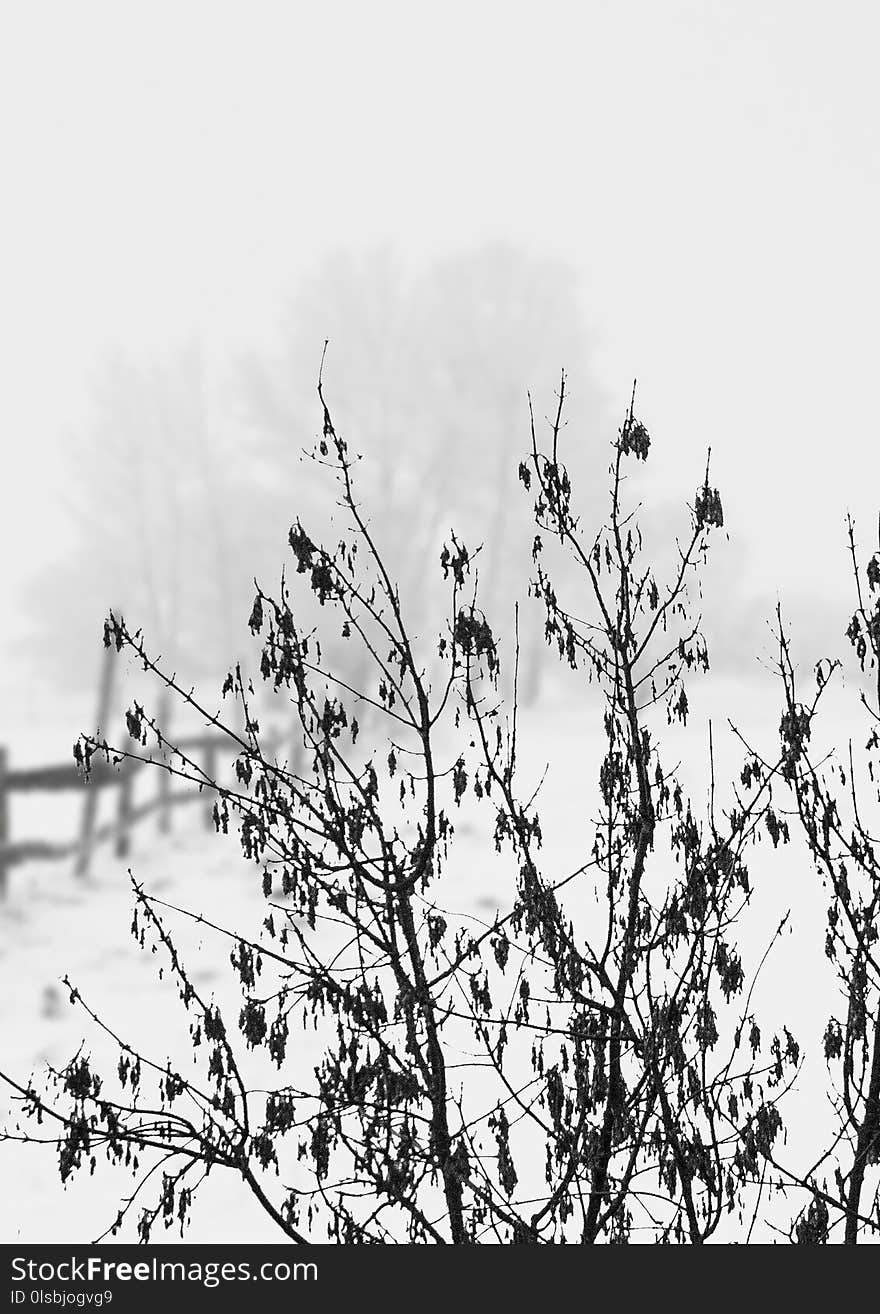 Branch, Black And White, Tree, Sky