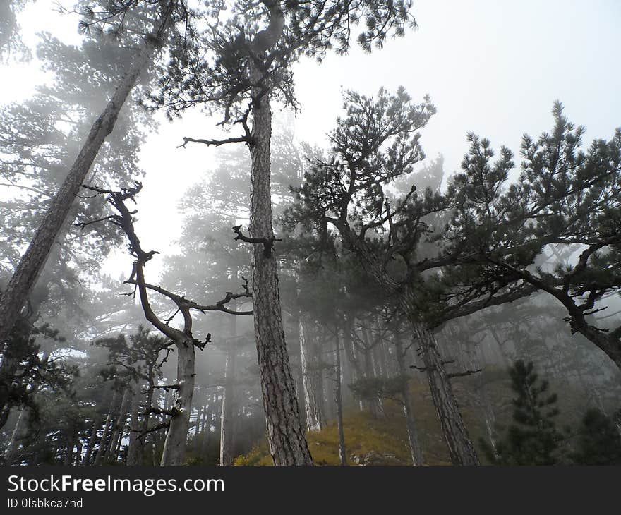 Tree, Woody Plant, Branch, Forest