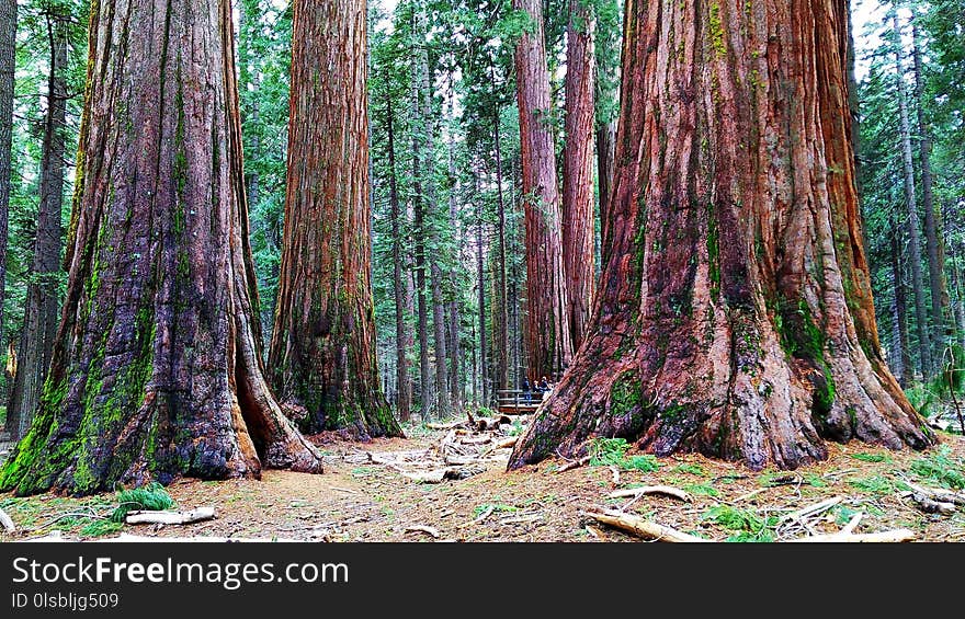 Tree, Ecosystem, Old Growth Forest, Forest