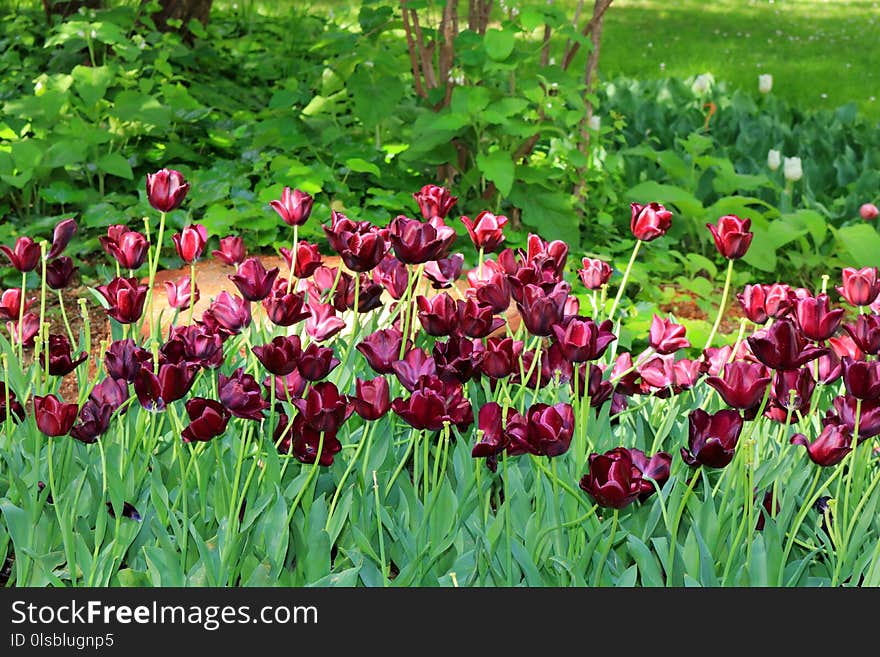 Flower, Plant, Flowering Plant, Tulip