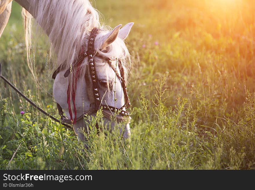 White horse at sunset in summer