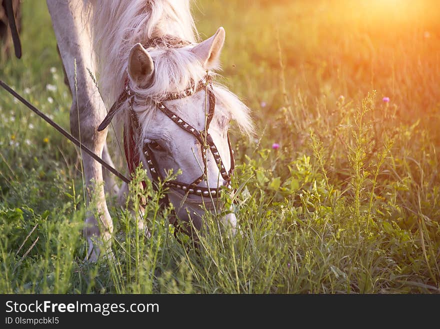 White horse at sunset in summer