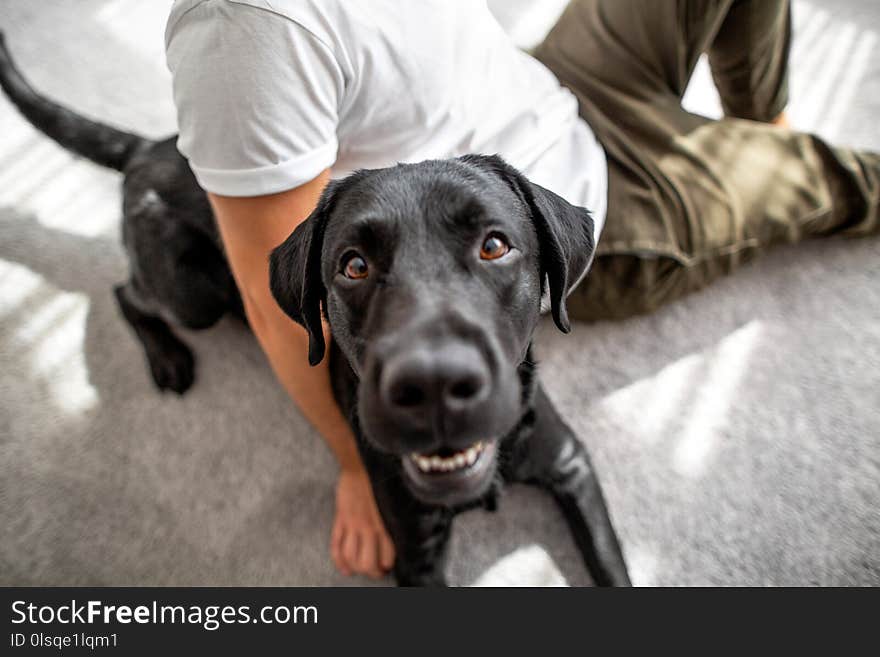 Guy With His Dog Sitting At Home Playing