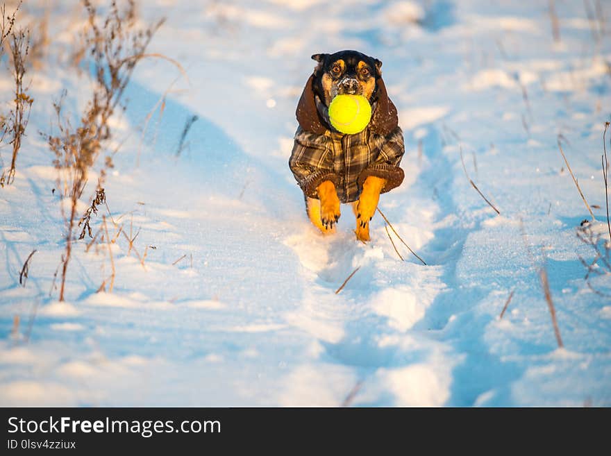 Dog run through snow holding ball in it`s mouth