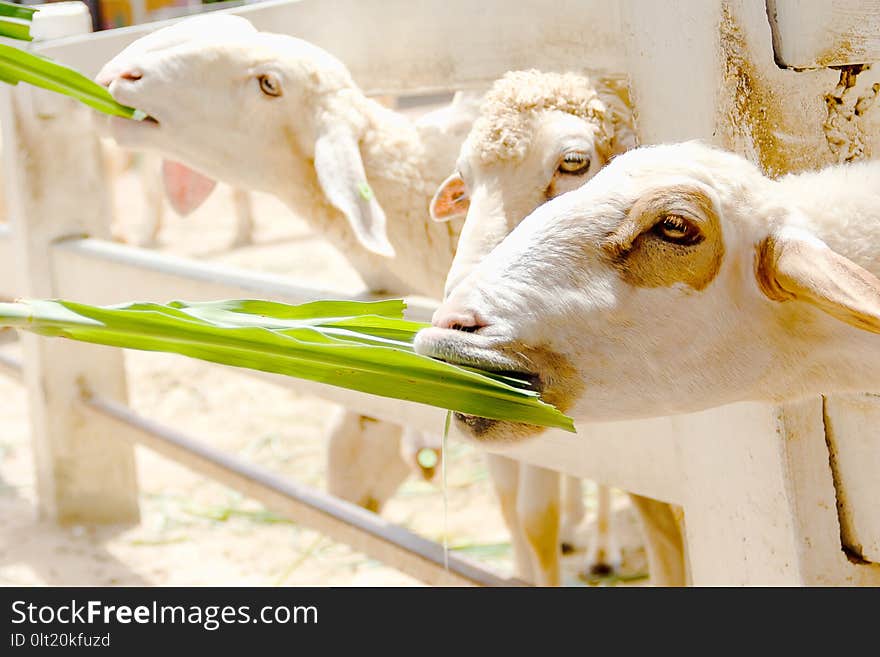 Closeup White Sheep Eating Grass