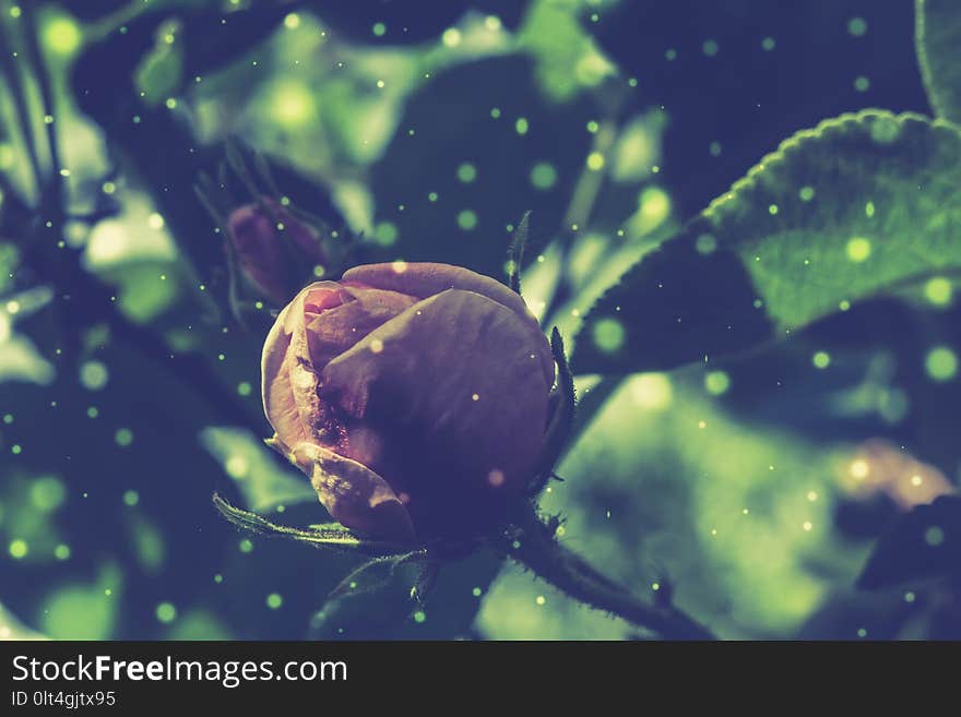 Decorative climbing roses of pink color close up, filtered background. Decorative climbing roses of pink color close up, filtered background.