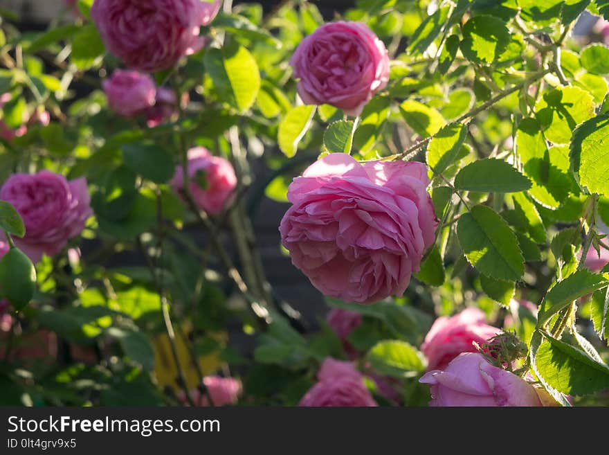 Decorative climbing roses of pink color close up. Decorative climbing roses of pink color close up.