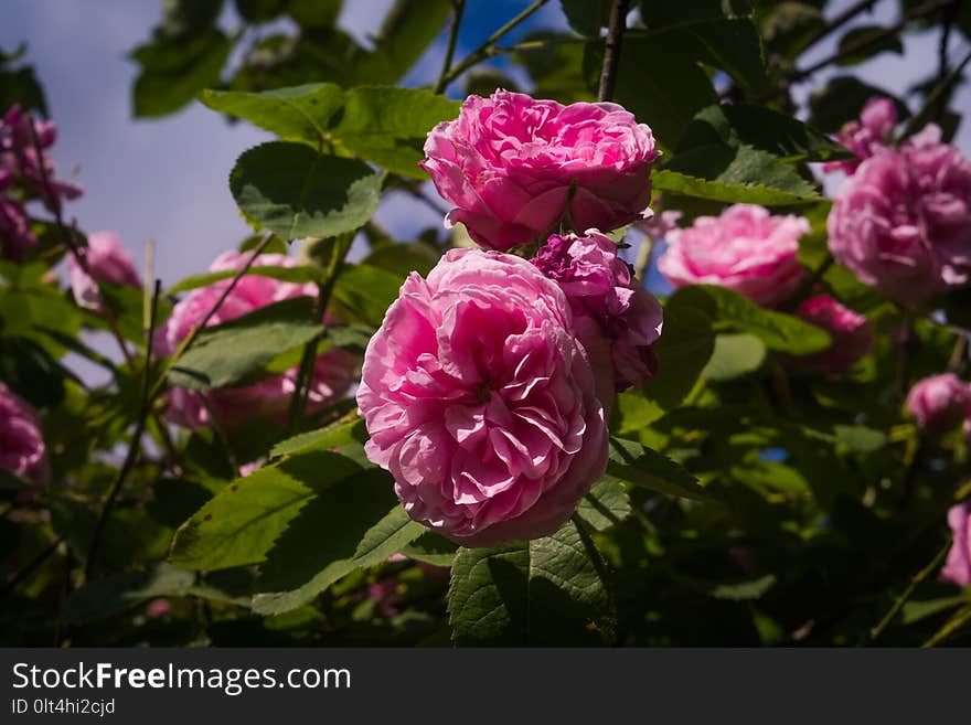 Decorative climbing roses of pink color close up. Decorative climbing roses of pink color close up.