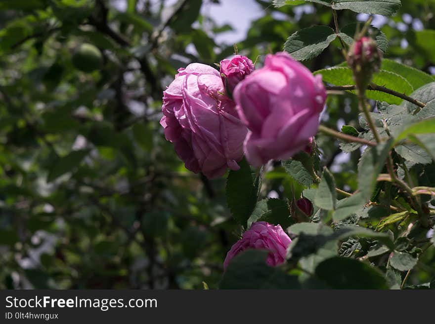 Decorative climbing roses of pink color close up. Decorative climbing roses of pink color close up.