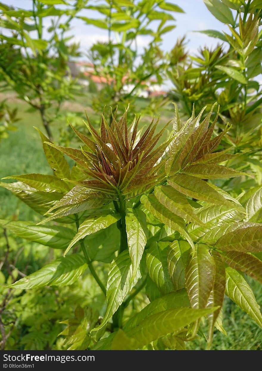 Plant, Vegetation, Flora, Leaf