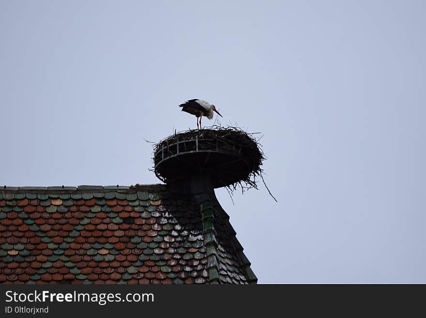 Sky, Bird, Stork, Ciconiiformes